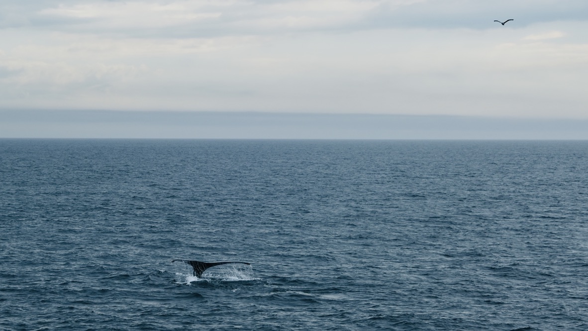 whalewatching